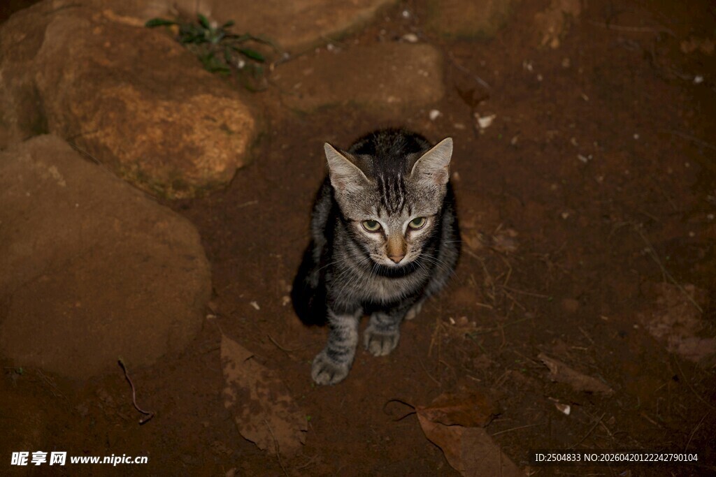 俯视视角下的可爱小猫咪