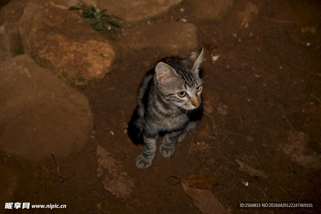 俯视视角下的可爱斑纹猫