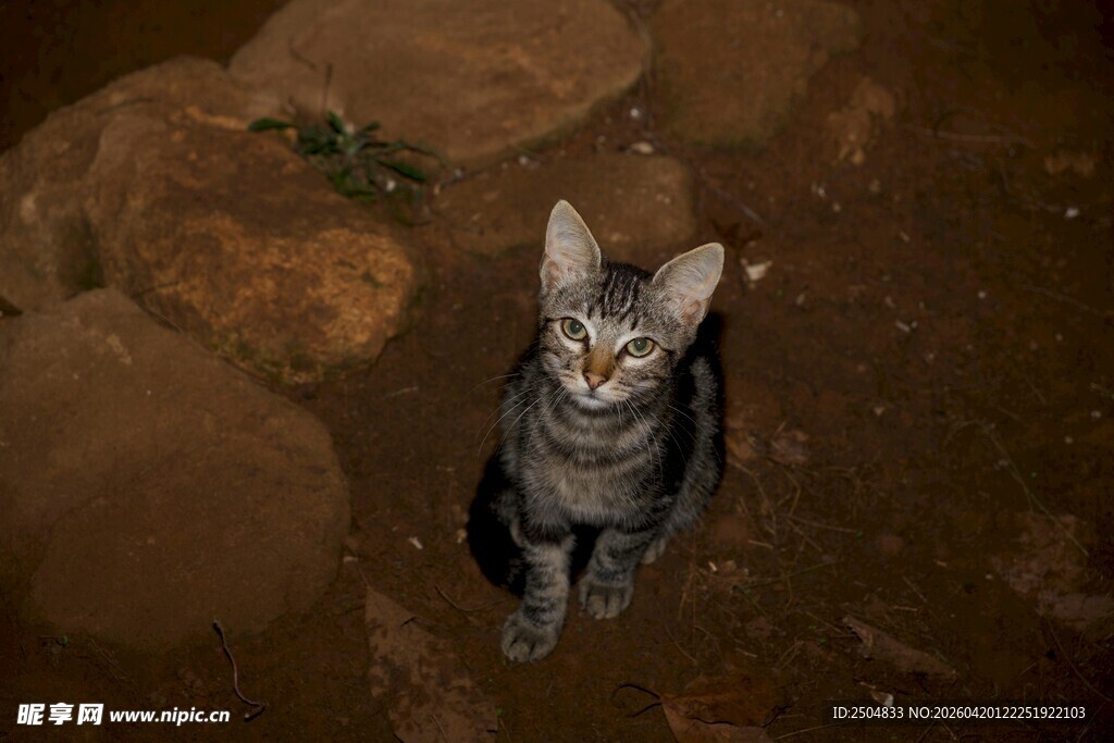 黑暗中蹲坐的可爱猫咪