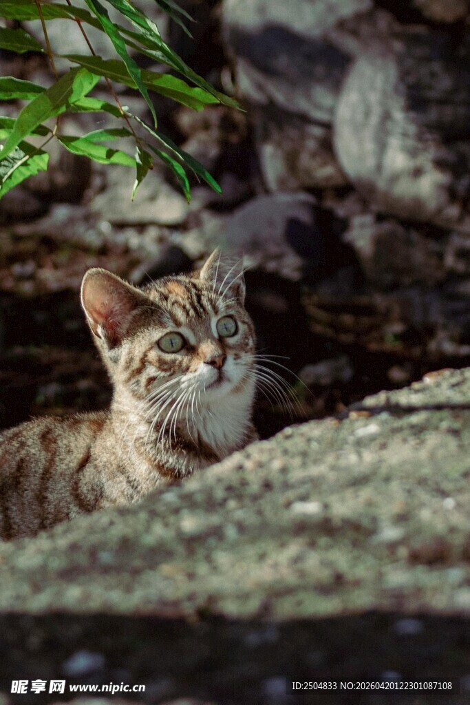 石间小猫 好奇张望