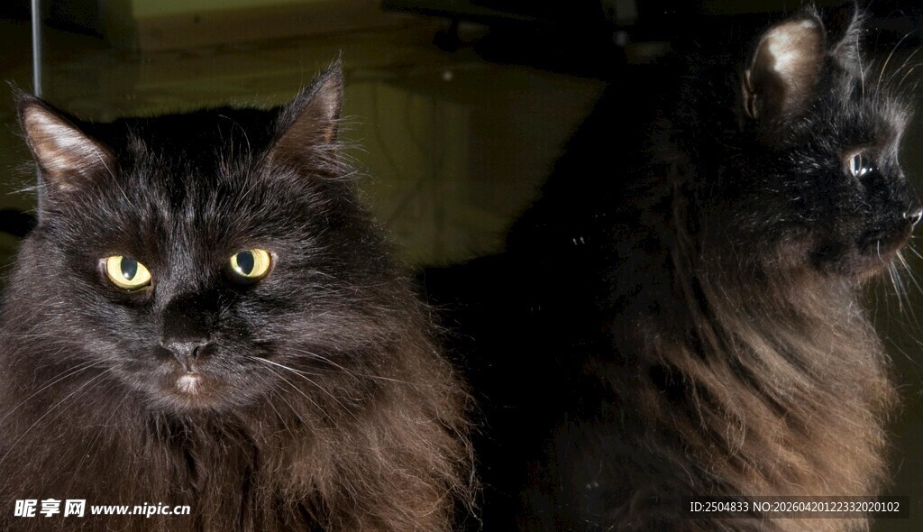 两只长毛黑猫对视