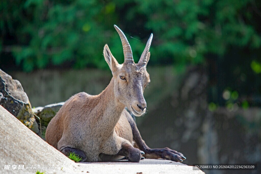 岩羊休憩图