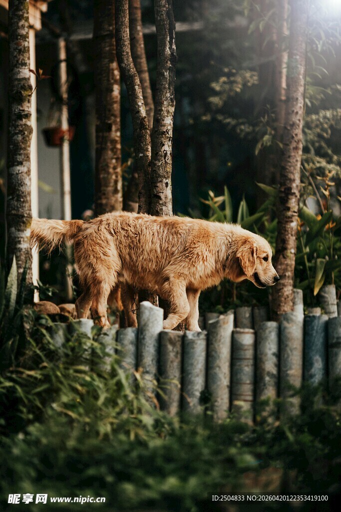 围栏边站立的棕色大狗
