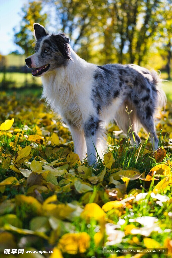 秋景中站立的斑点牧羊犬