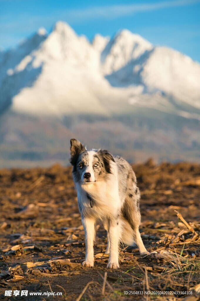 旷野间的牧羊犬与雪山
