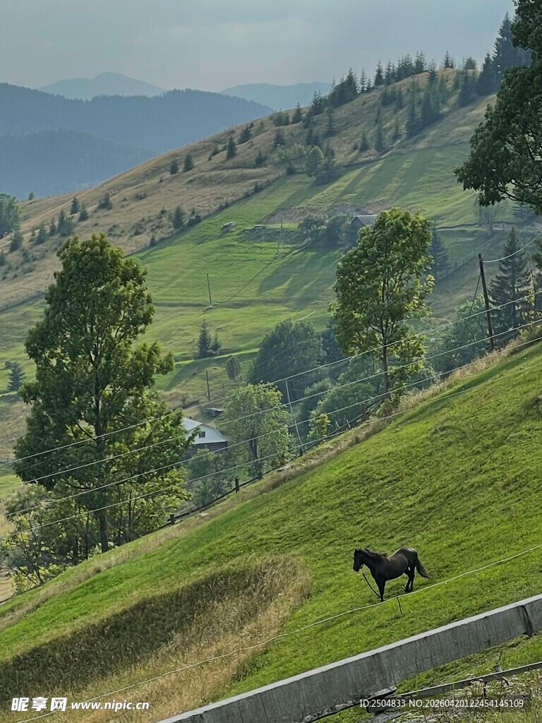 草原山坡上的独行黑马