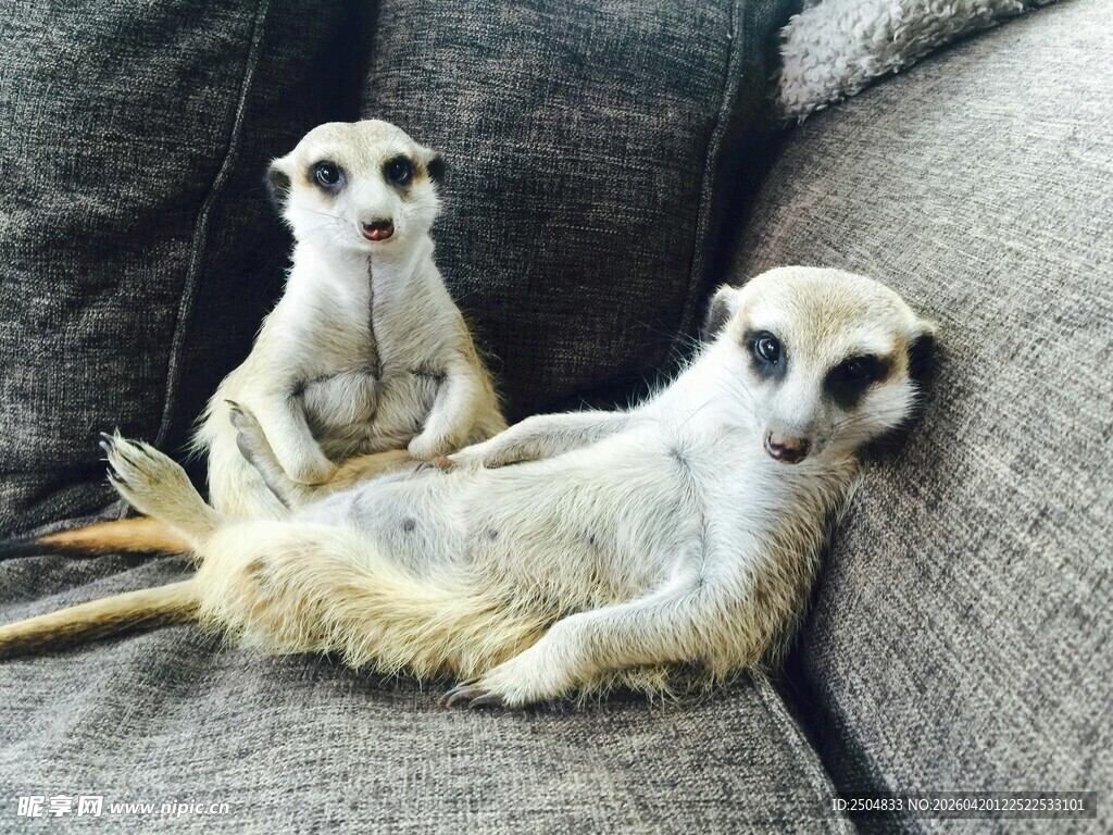 沙发上惬意的两只狐獴