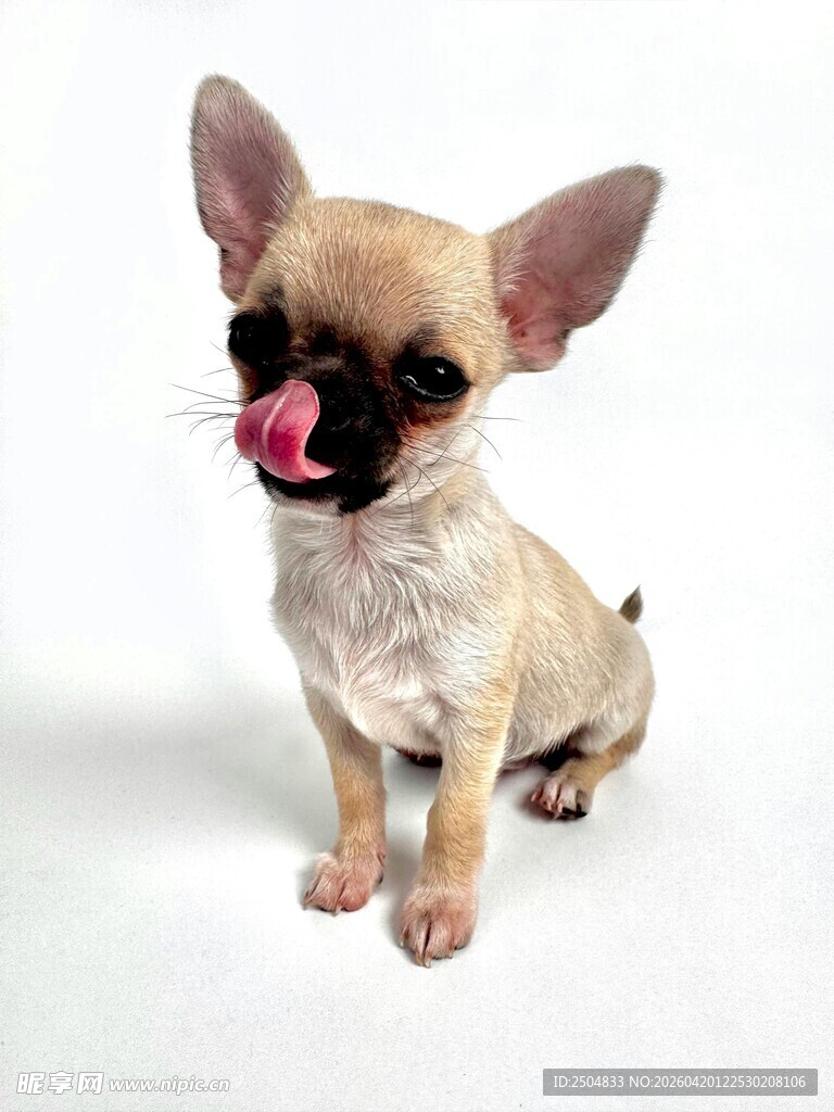 吉娃娃舔舌可爱瞬间