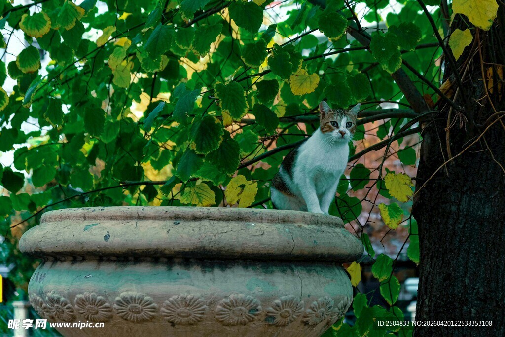 花盆旁的猫咪