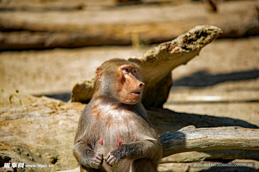 猴子惬意地抓挠自己