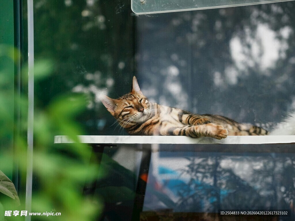 窗边慵懒小猫惬意休憩
