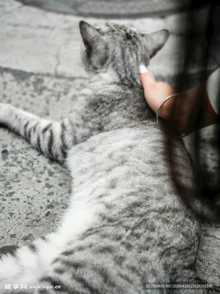 人猫亲昵互动瞬间