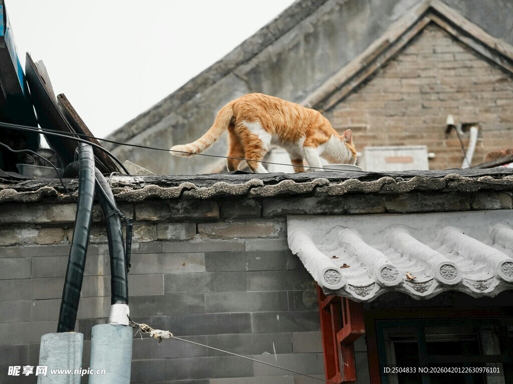 屋顶上的橘猫