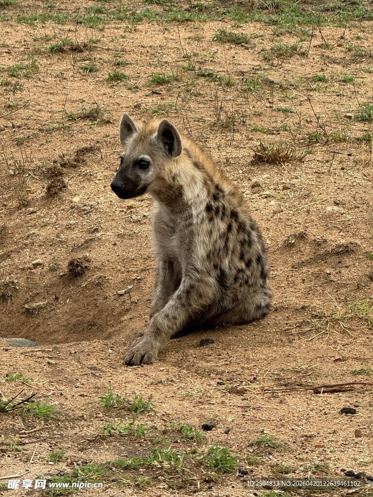 坐于地面的斑鬣狗