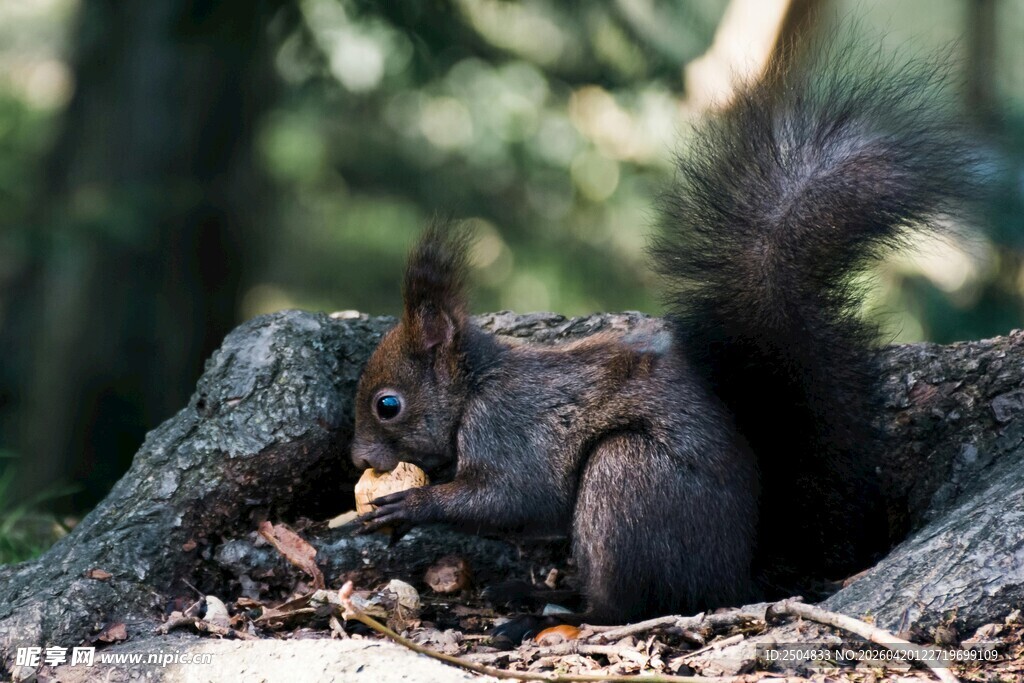 林间松鼠享用美味坚果