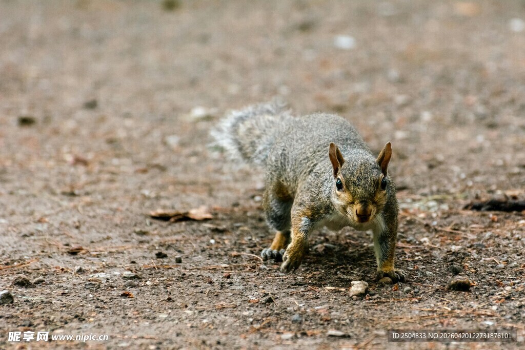 地面觅食的小松鼠