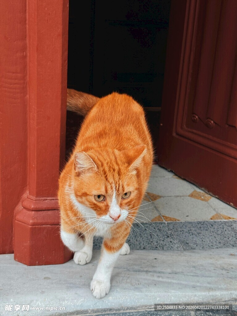 门口行走的橘猫