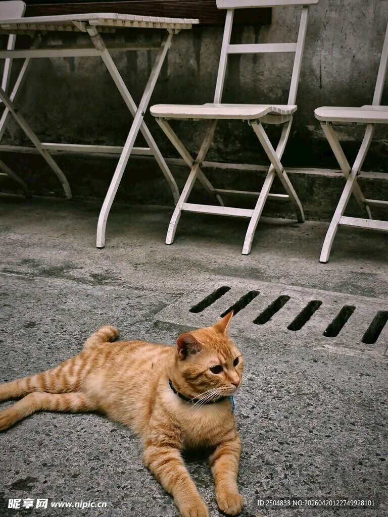 户外躺卧的橘猫