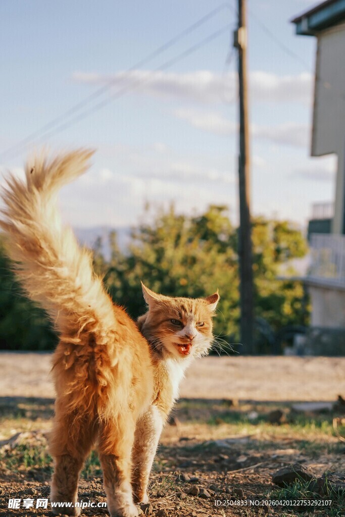 户外漫步的橘色猫咪