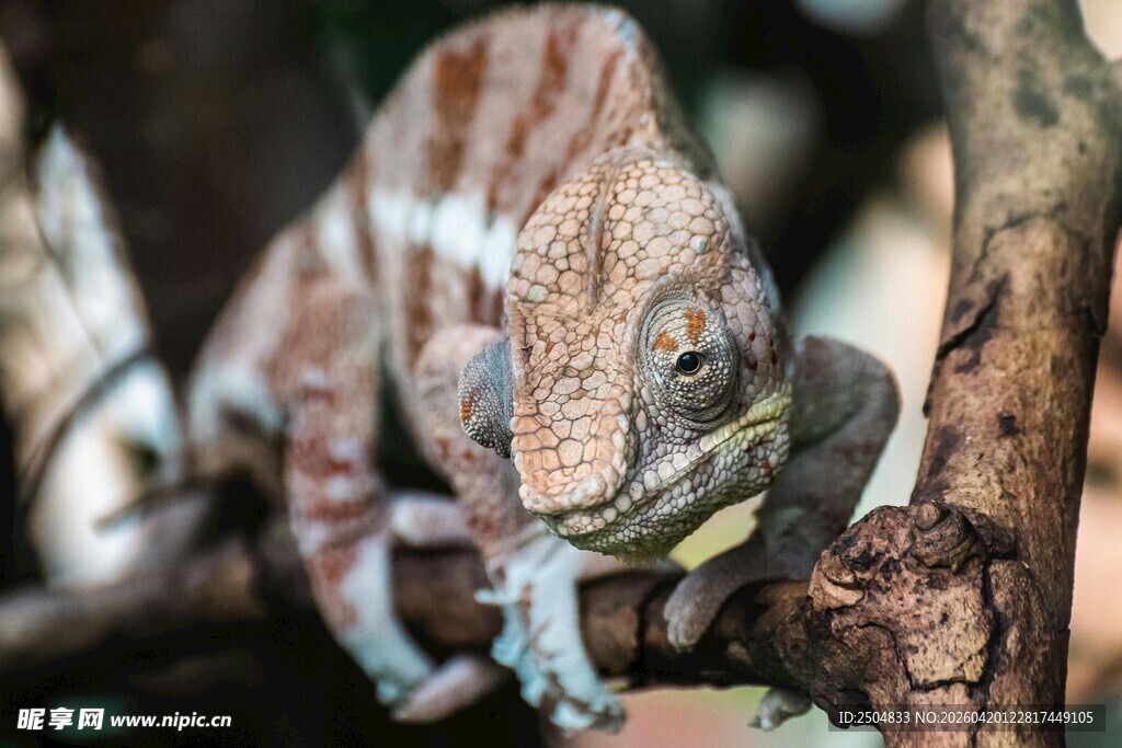 树枝上的变色蜥蜴