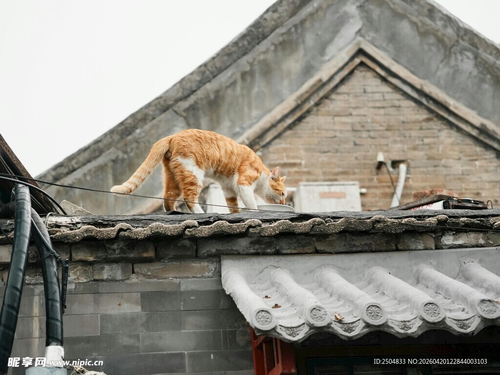 屋顶上的橘猫与鸽子