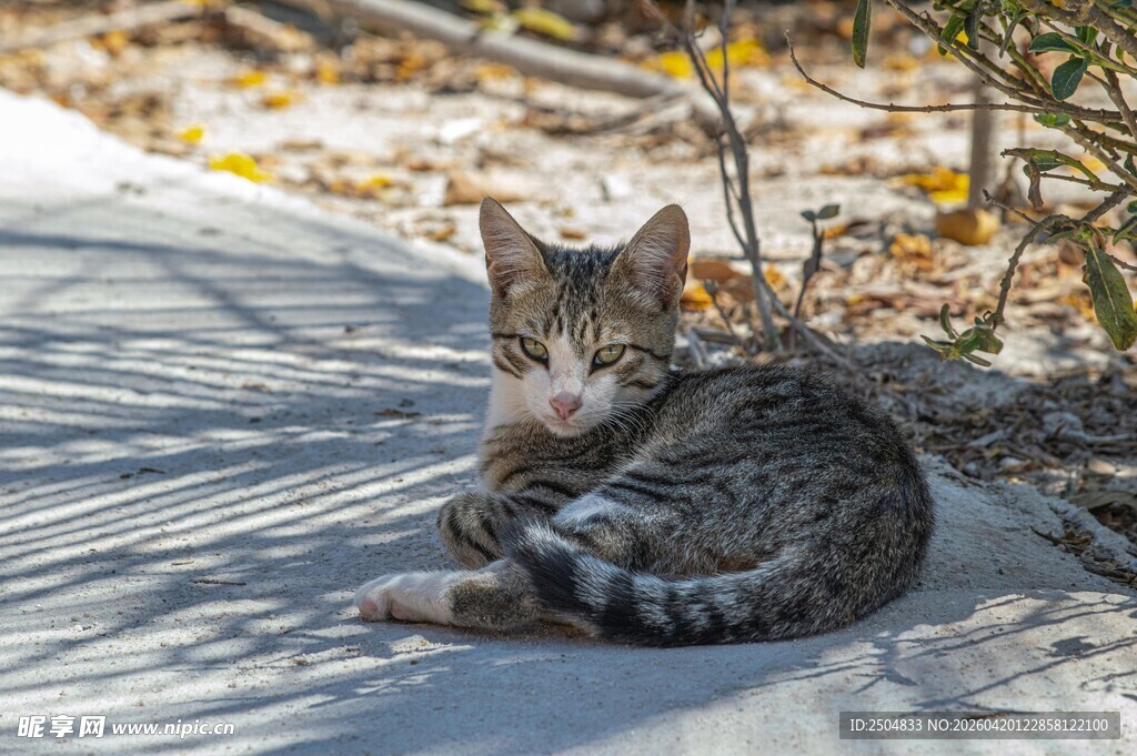 阳光下的慵懒猫咪