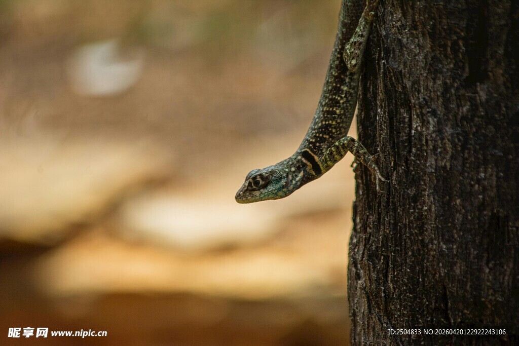 树干上的绿蜥蜴