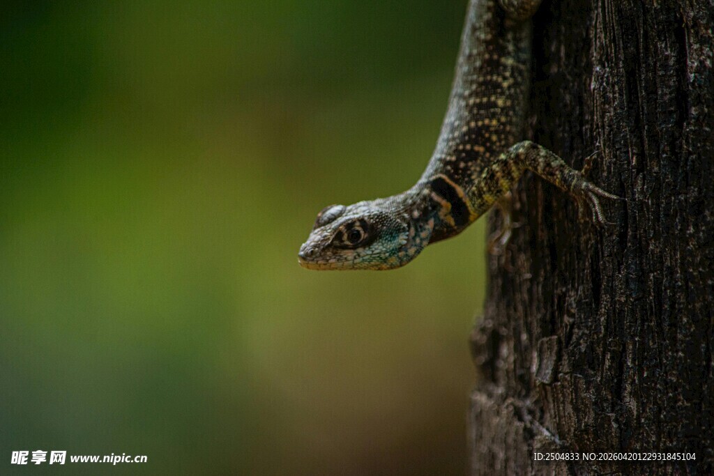 树干上的蜥蜴