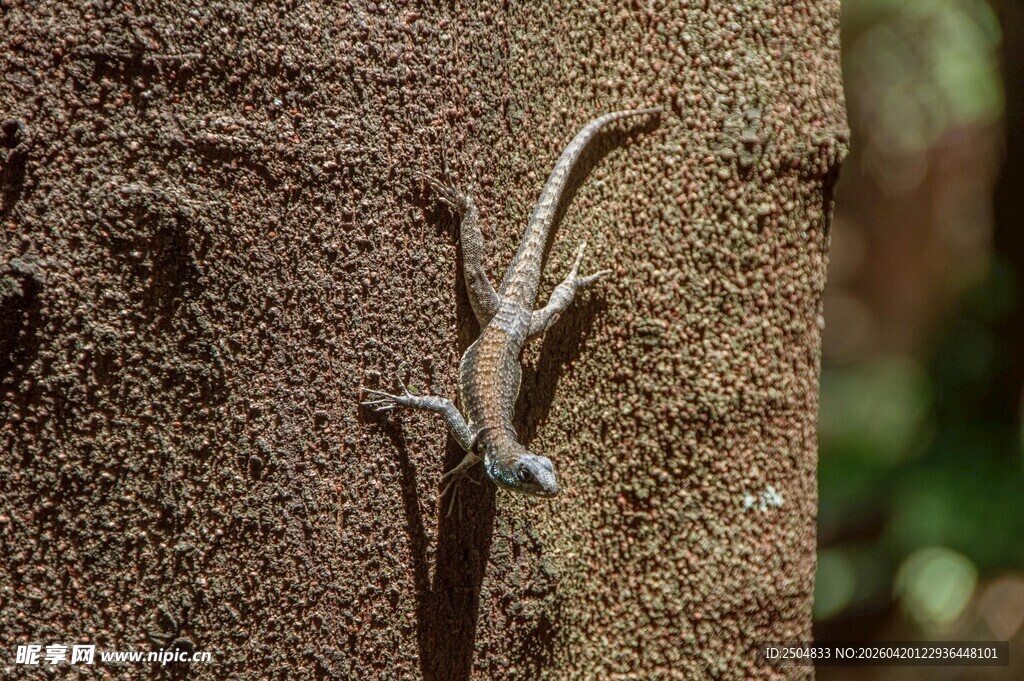 树干上的细长蜥蜴