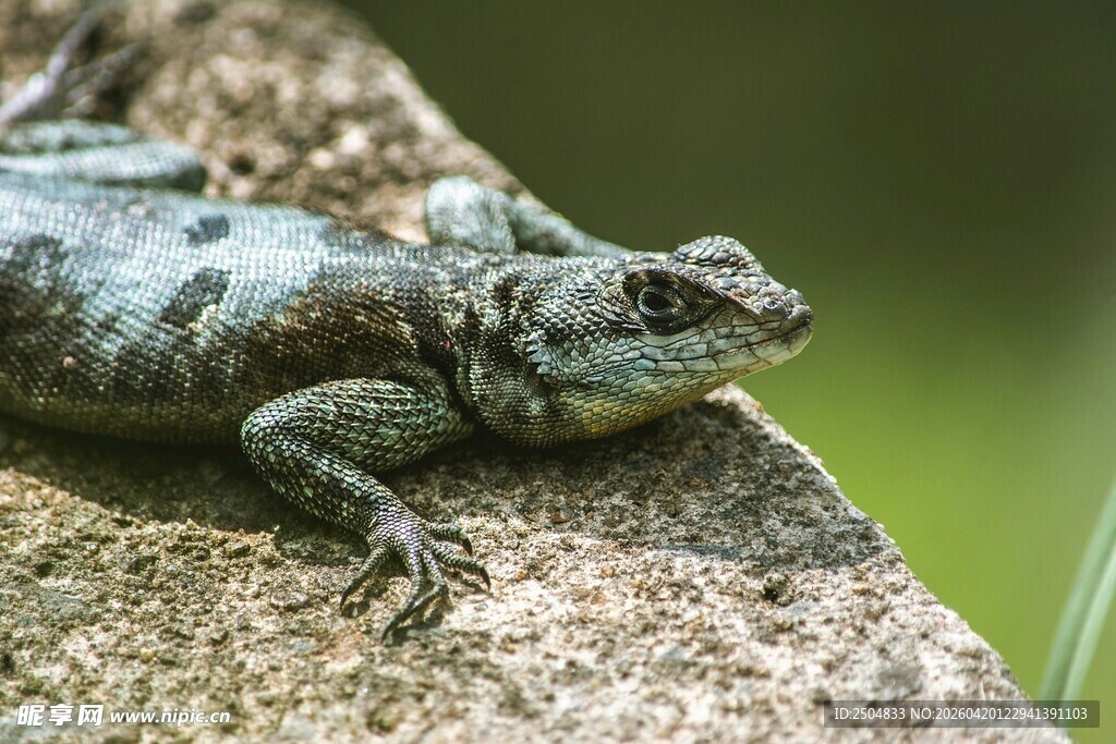 岩石上的蜥蜴