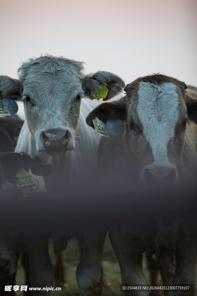 一群牛的特写画面