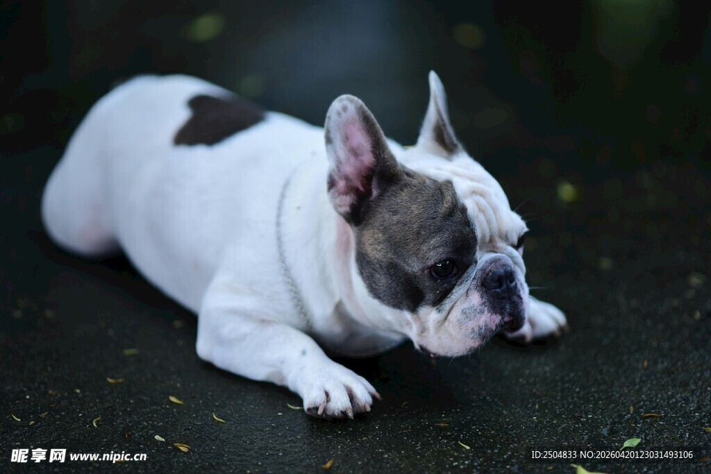 趴着的法国斗牛犬