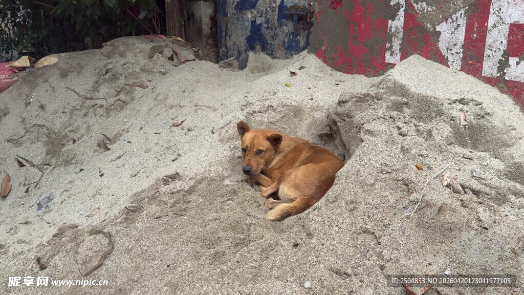 小狗惬意躺于沙堆中