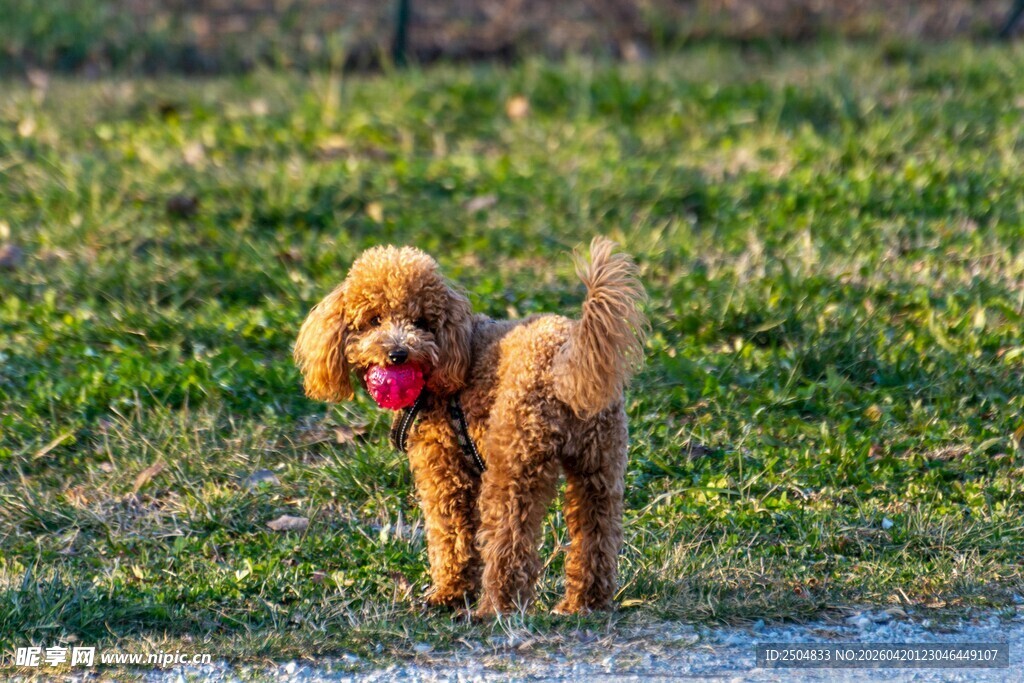 草地上玩耍的可爱泰迪犬