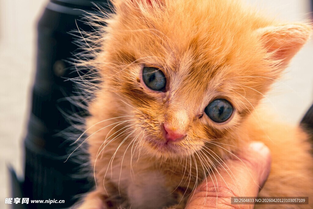 可爱小橘猫 蓝眼萌态足