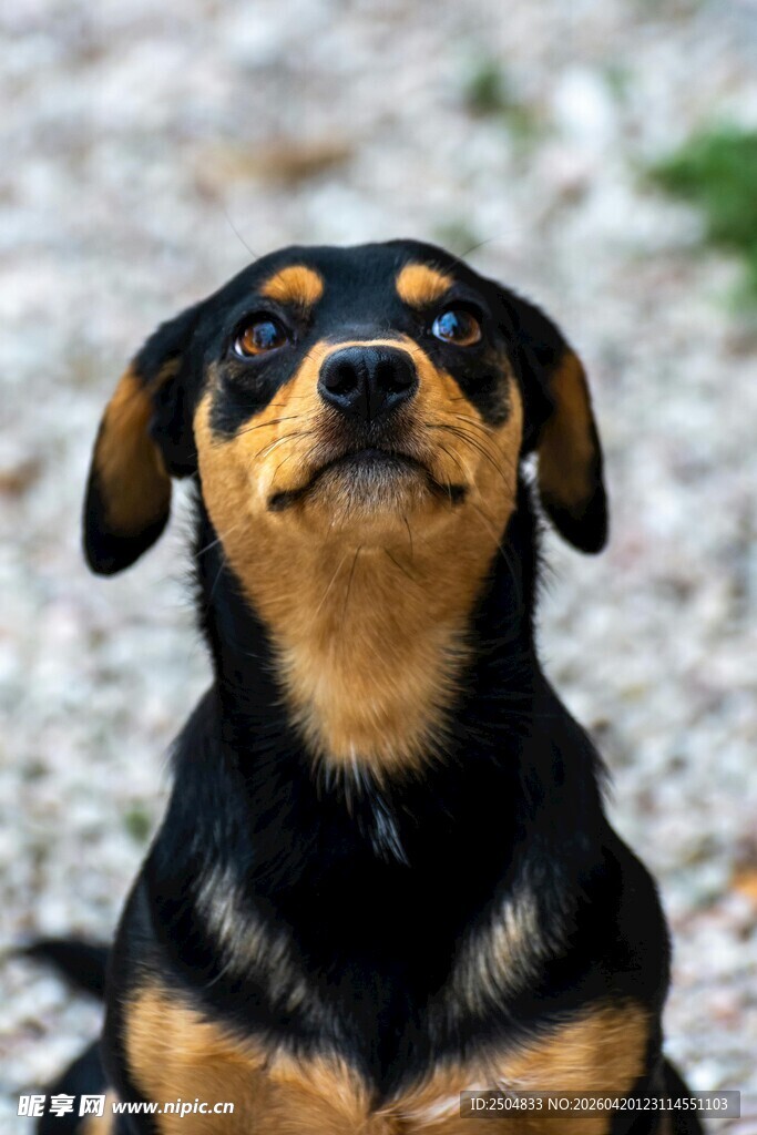 仰头小狗 眼神温柔可爱