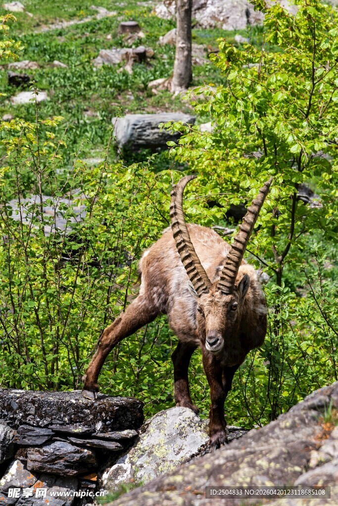 山间岩羊展现矫健身姿