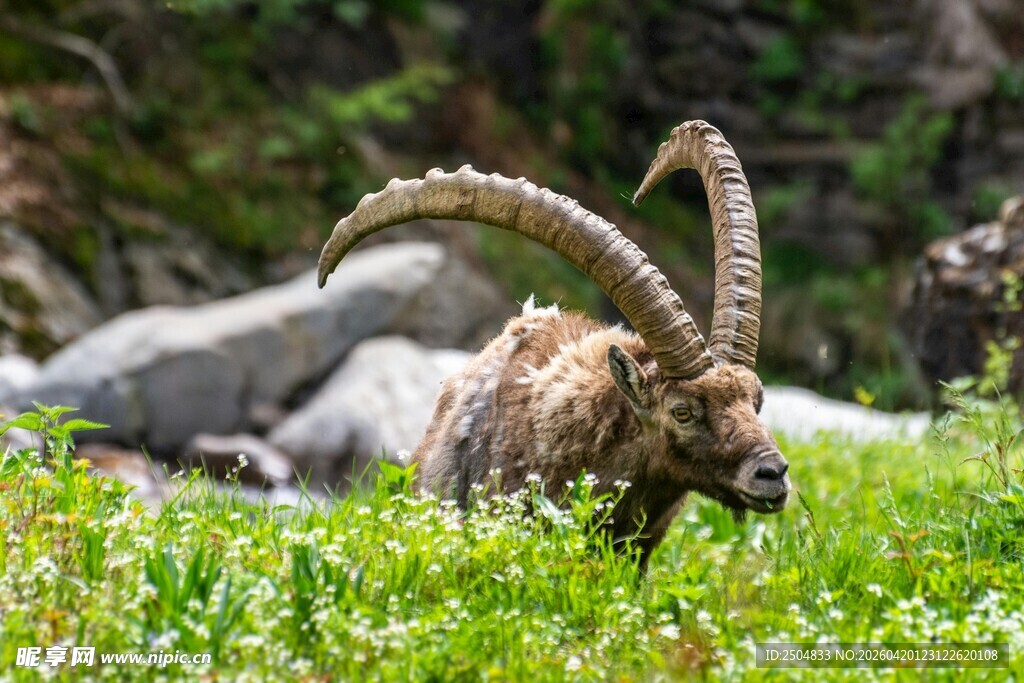 高山上的长角羚羊