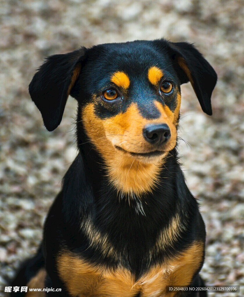 可爱黑棕相间小狗