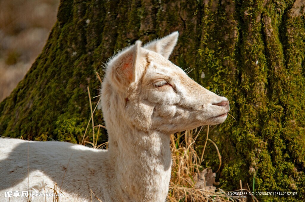 树下休憩的小羊羔