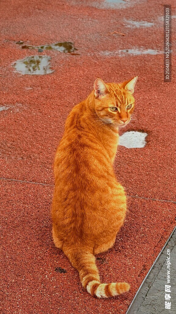 橘猫蹲坐红地