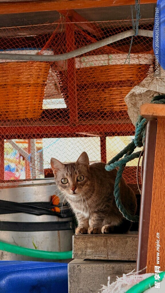 车内小猫好奇张望