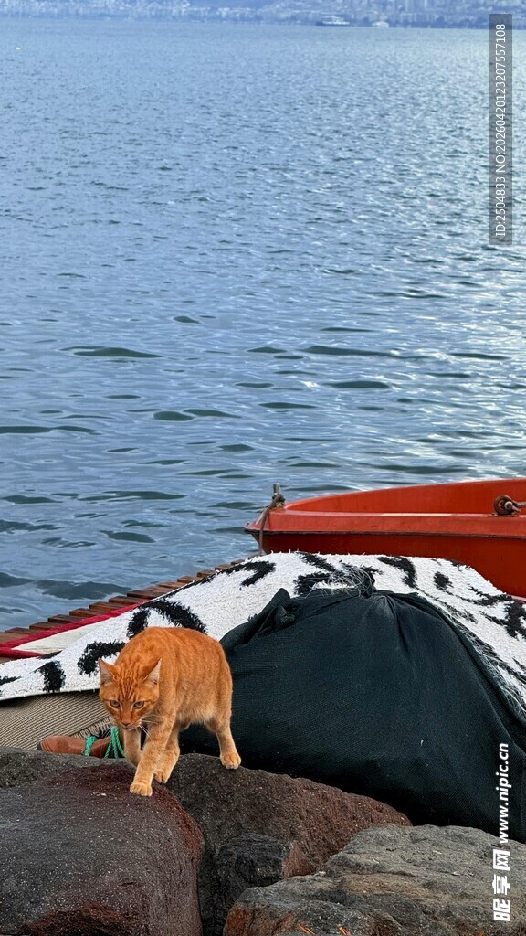 岸边猫咪与船只的静谧画面