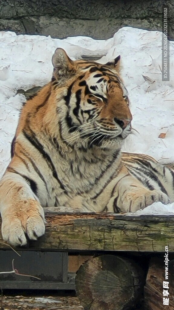 雪地中的老虎休憩