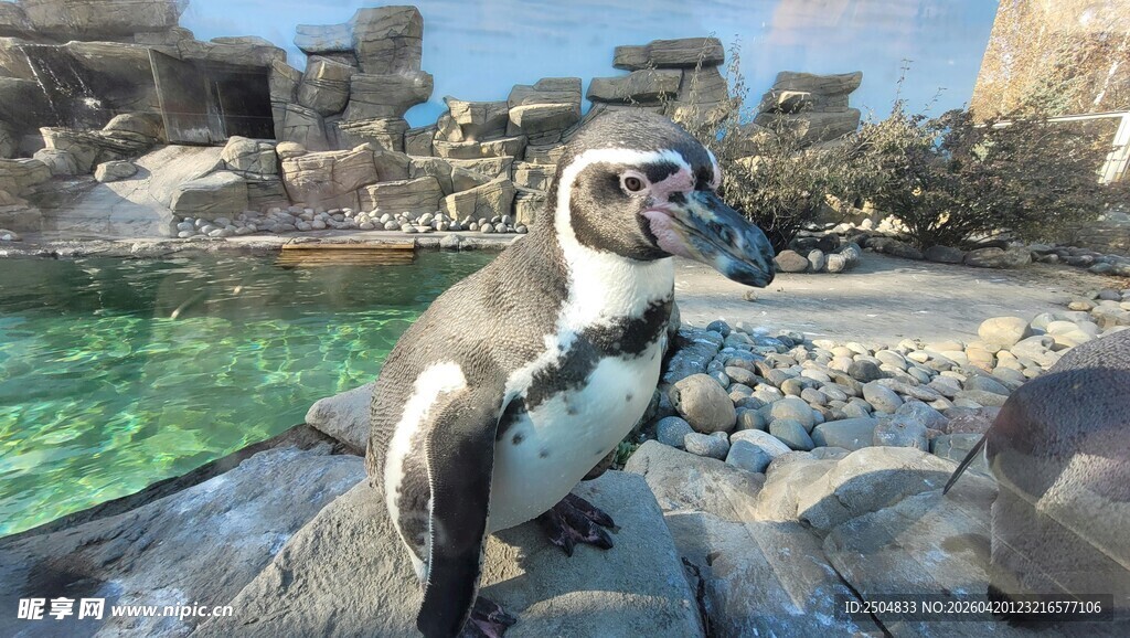 岩石上的可爱企鹅