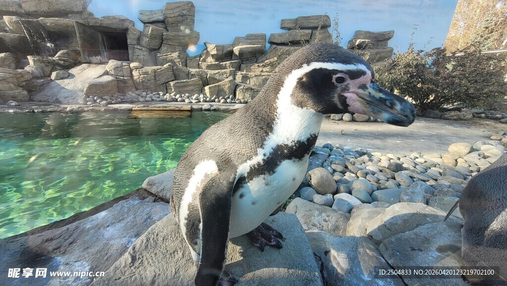 岩石上的可爱企鹅