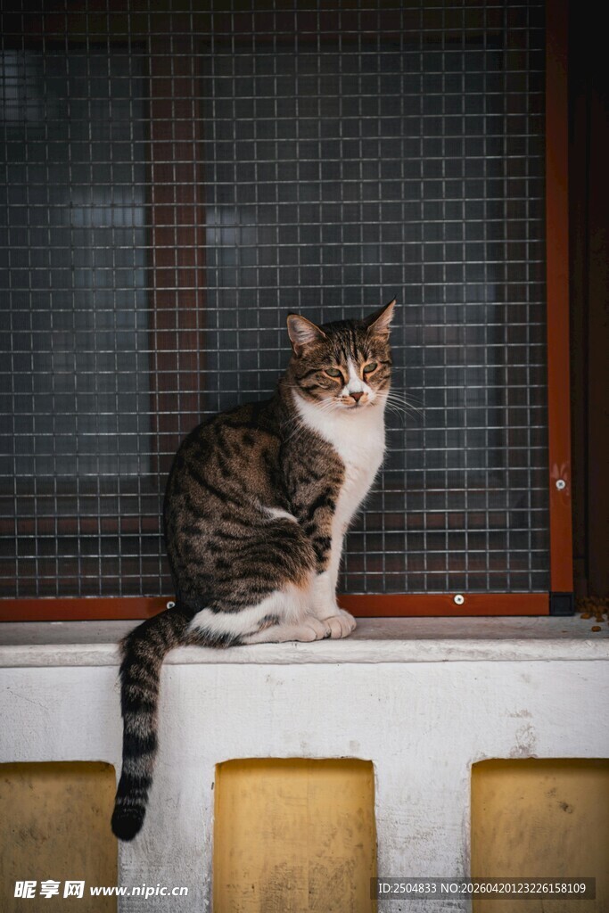 窗边猫咪 悠然自得