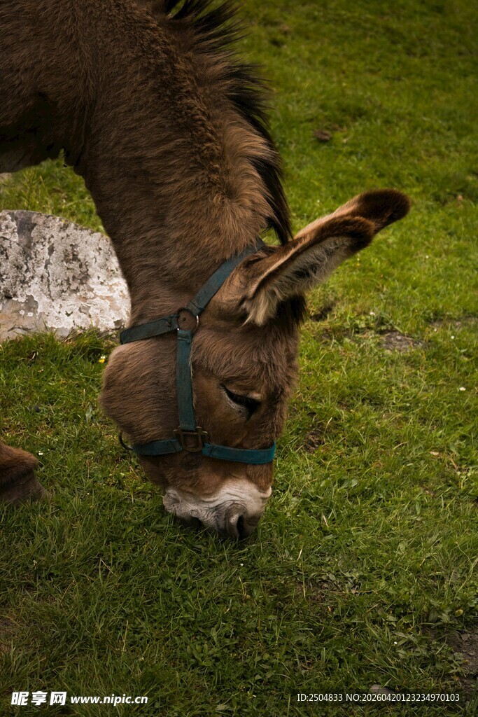 驴在草地低头吃草
