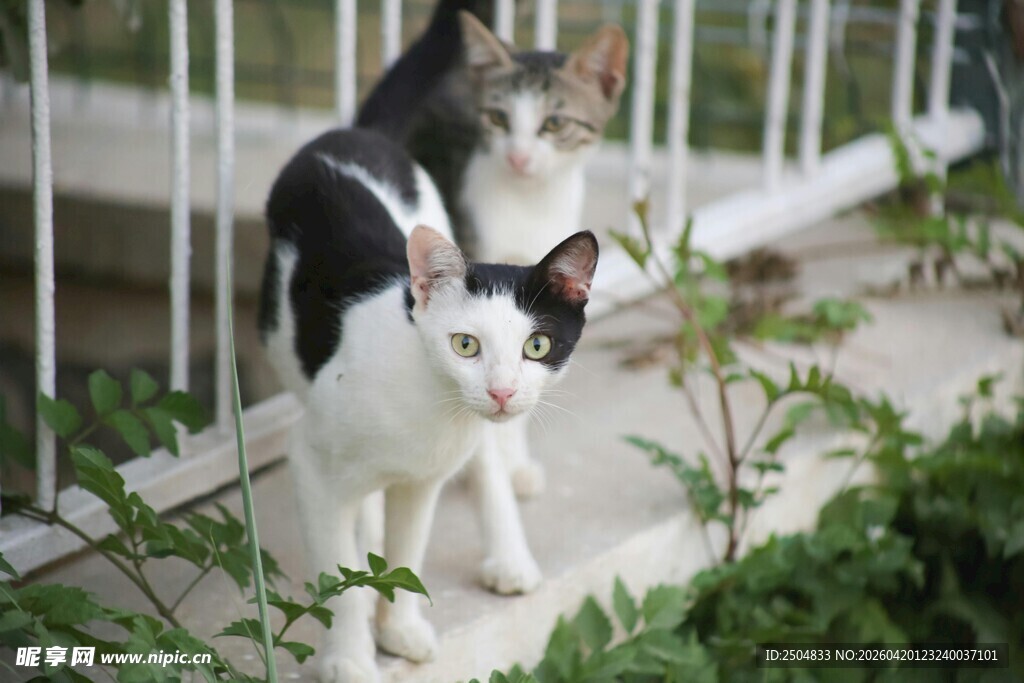 两只猫咪在户外的景象