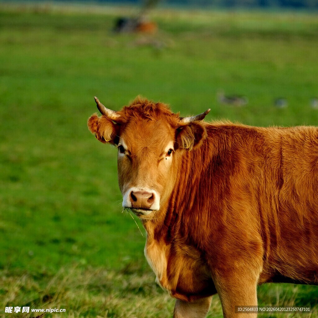 草原上的棕色牛
